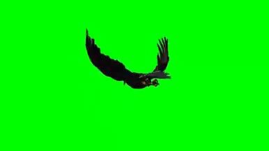 动物鹰免扣绿幕视频素材视频的预览图